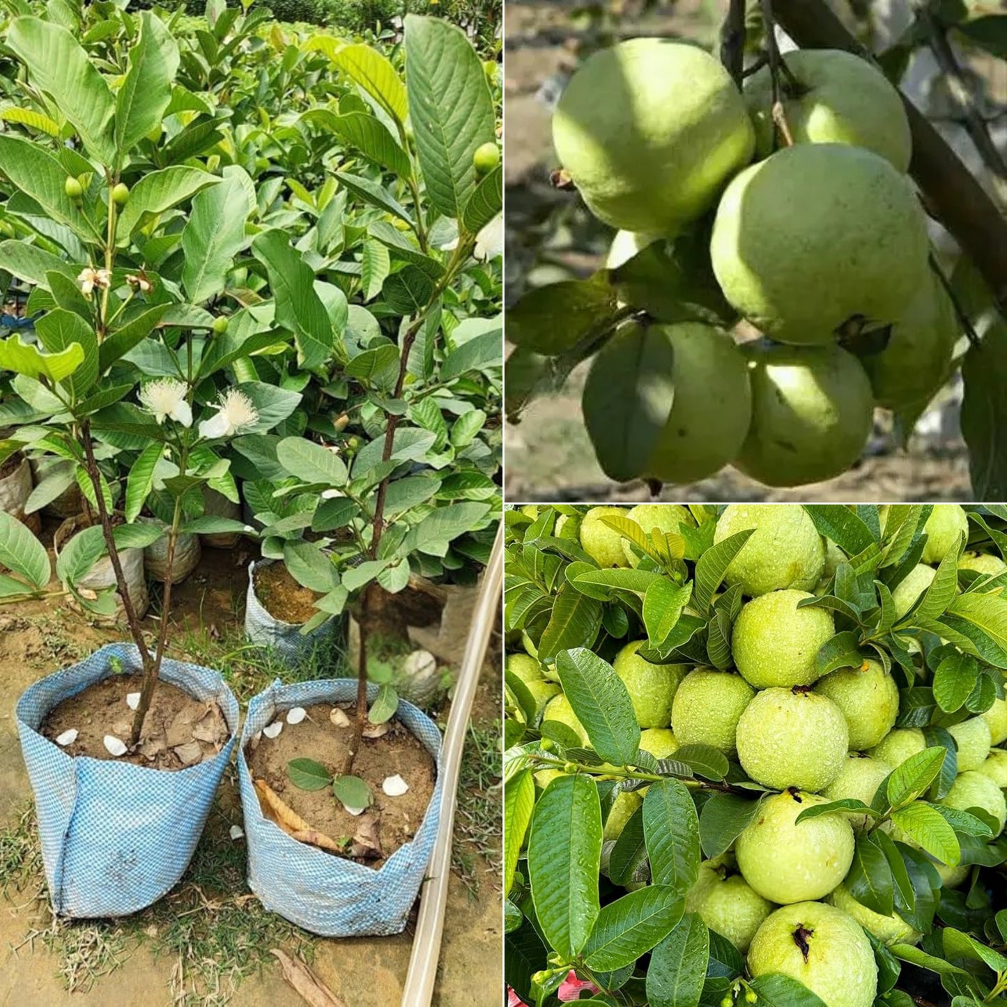 7- Guava