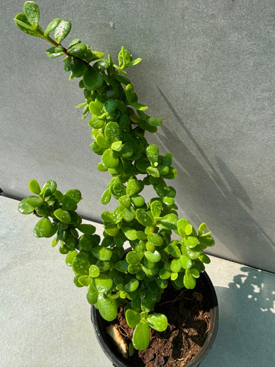 Jade plant