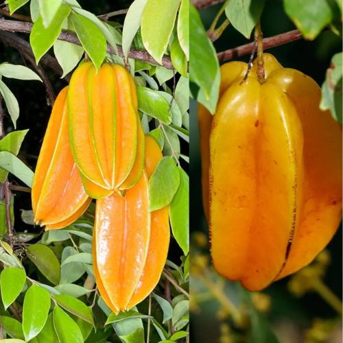 Sweet Star Fruit