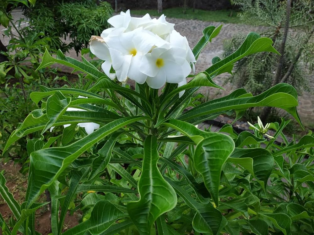 Plumeria Pudica (Nag Champa)