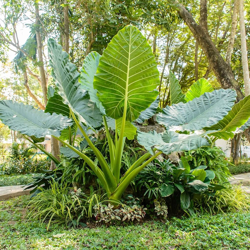 Elephant ear