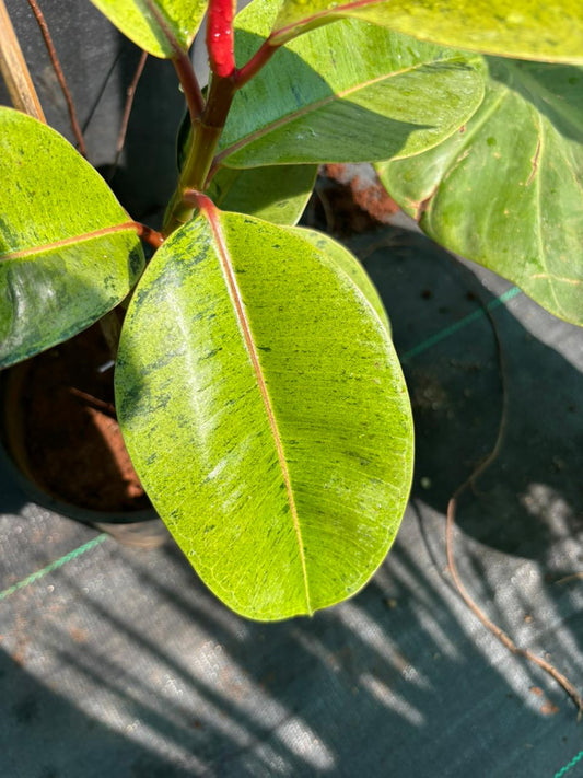 Ficus elastica