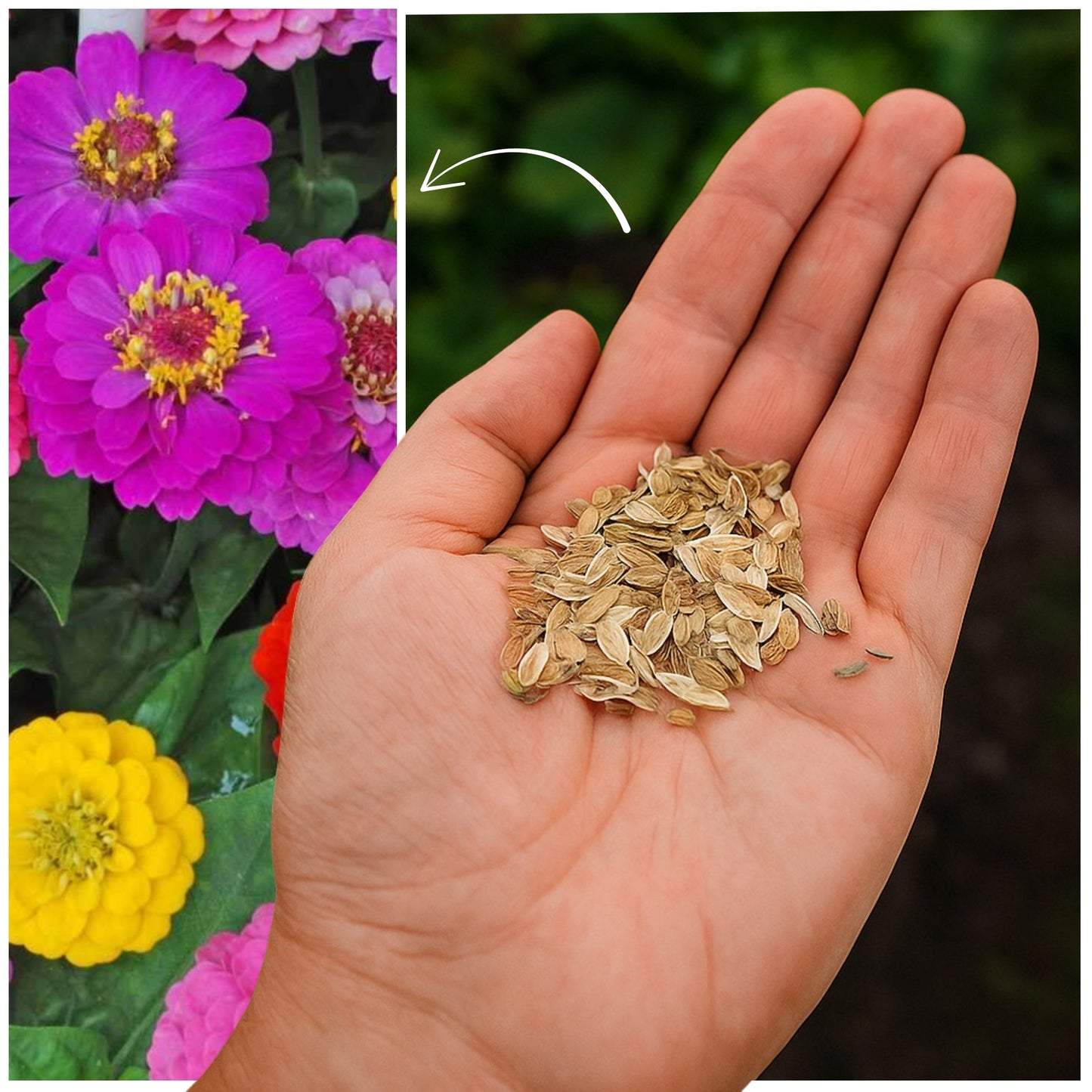 Zinnia Dahlia Flowered Mixed - Buy 1 Get 1 Free (200 Seeds)