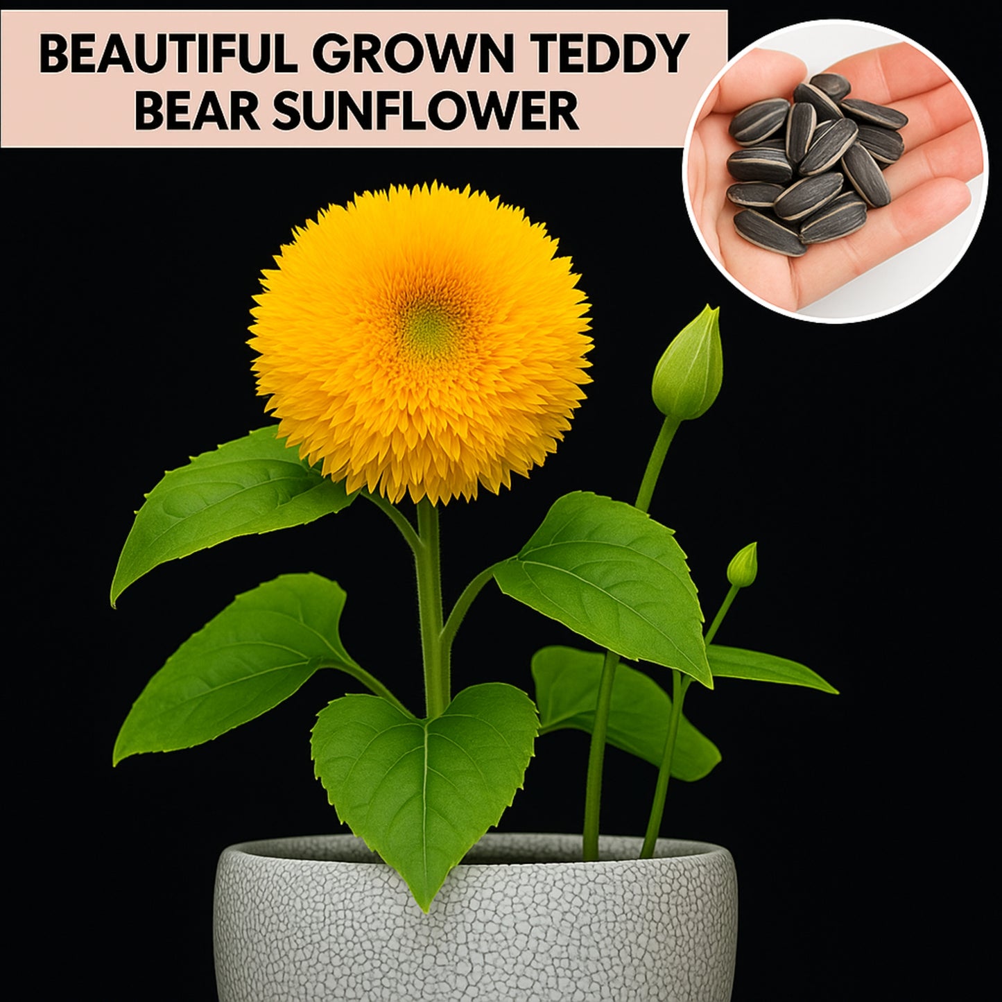 Teddy Bear Sunflower - Buy 1 Get 1 Free (160 Seeds)