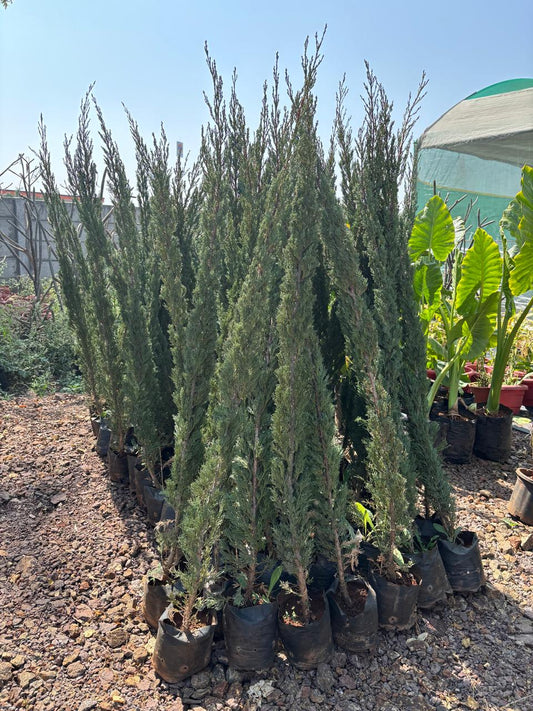 Pencil Pine