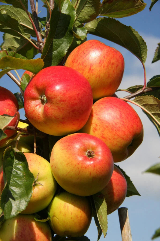 Anna Apple