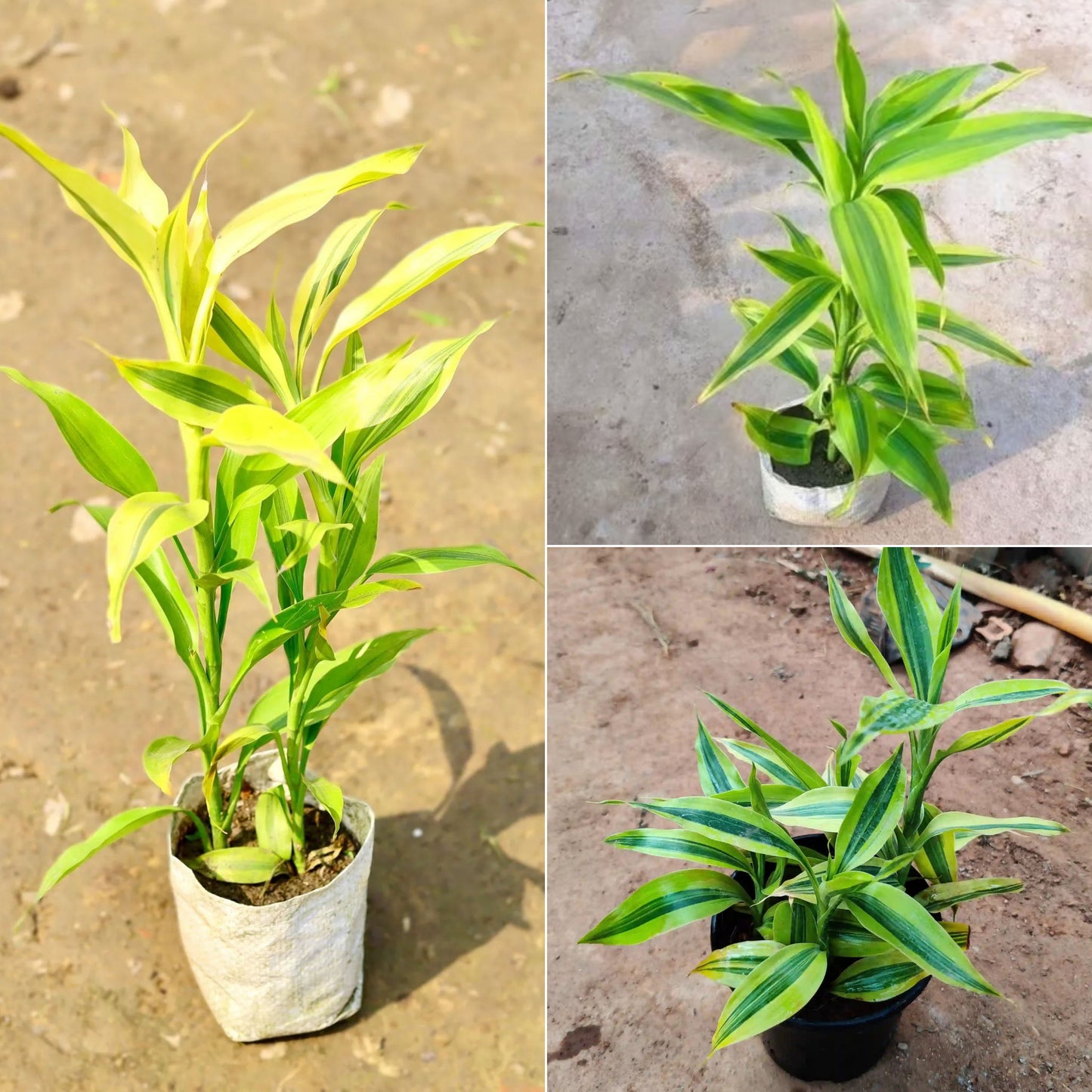Bamboo Plant