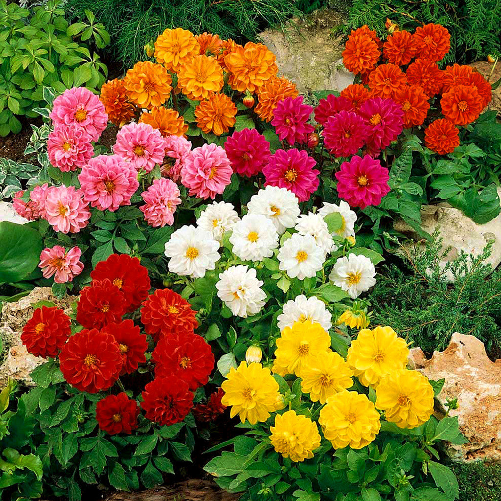 Dahlia Figaro Series Flower Seeds
