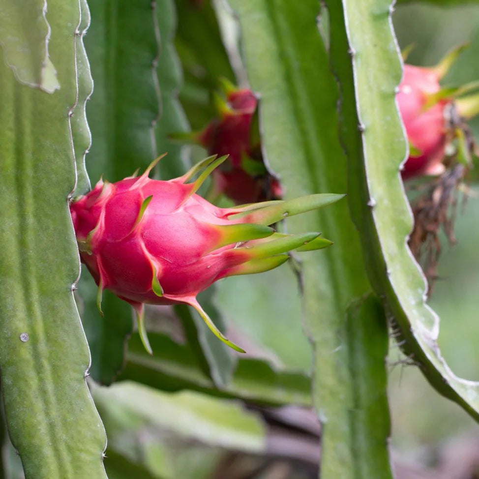 Pink Dragon fruit
