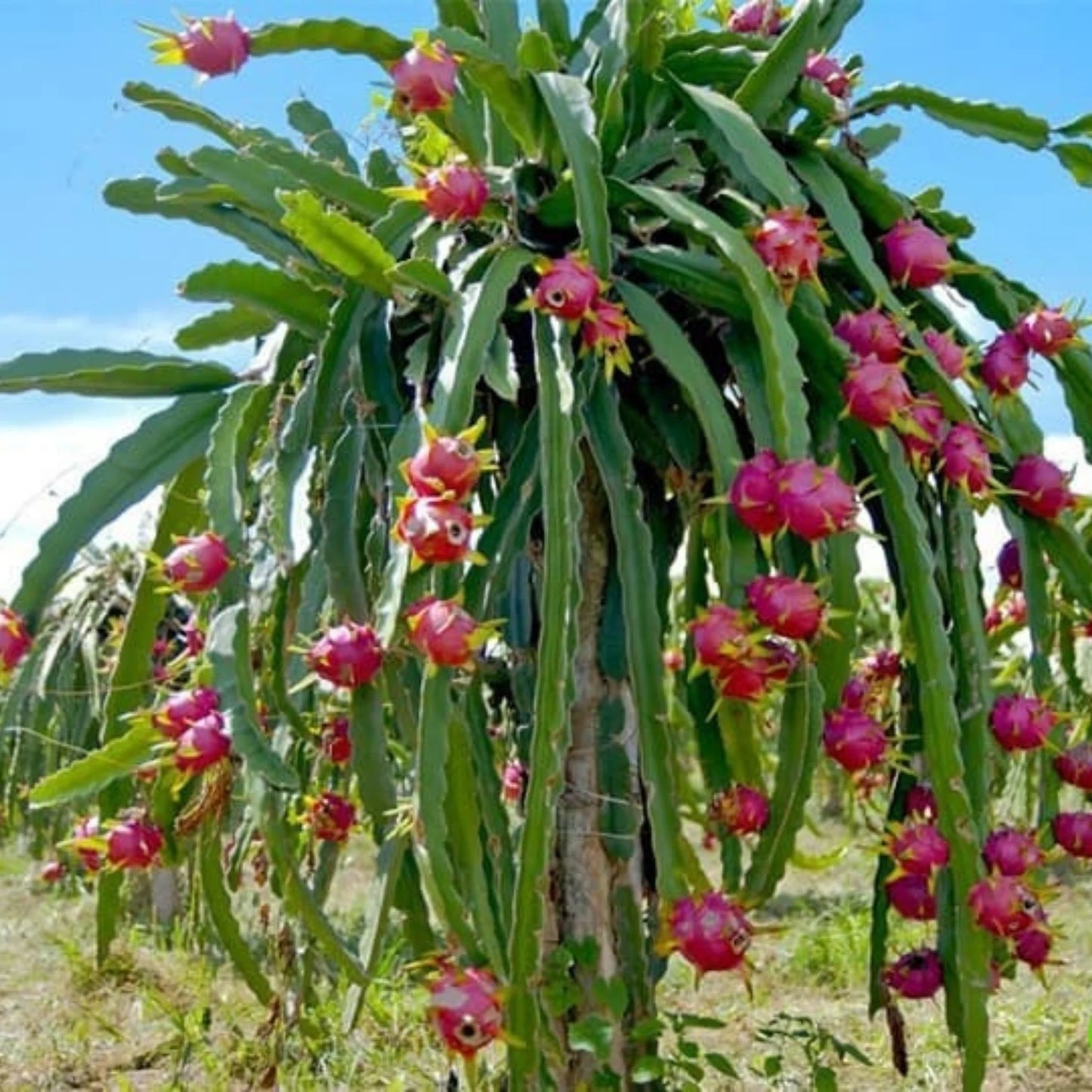 Moroccan Red Dragon Fruit
