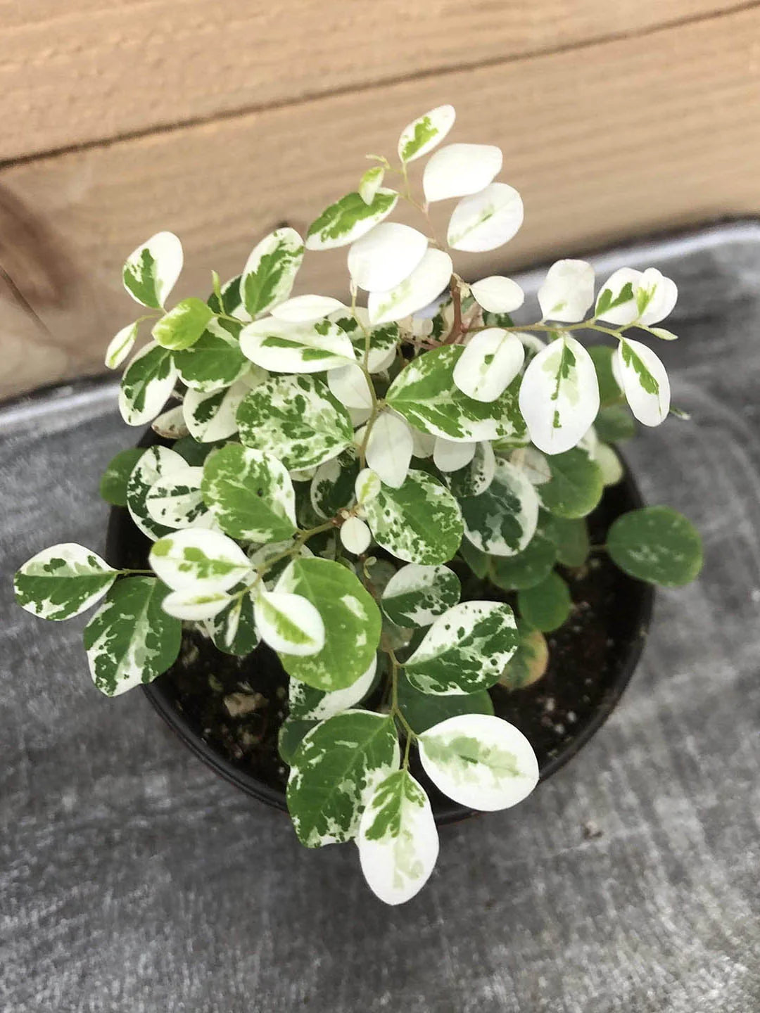 Snowbush