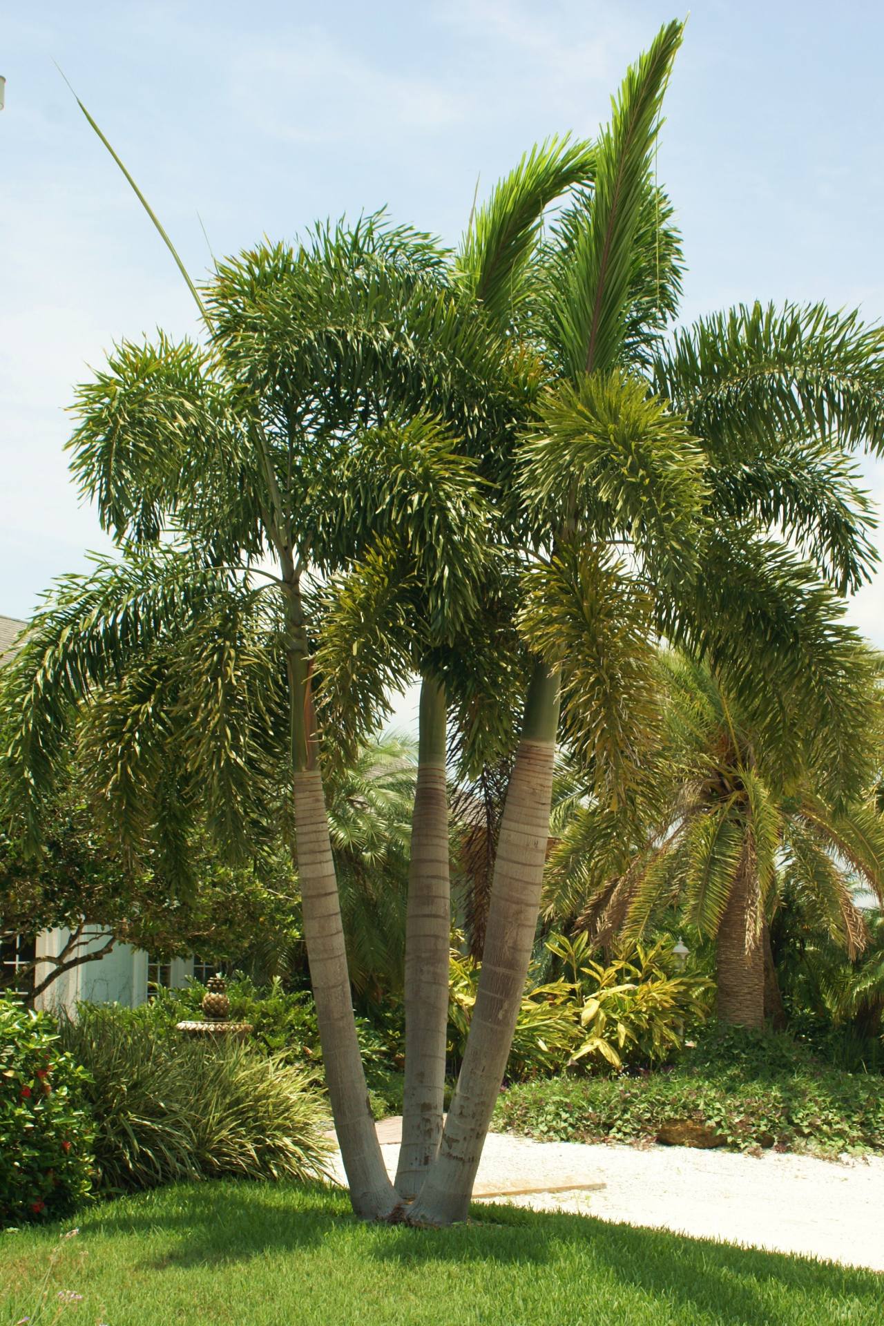 Foxtail Palm