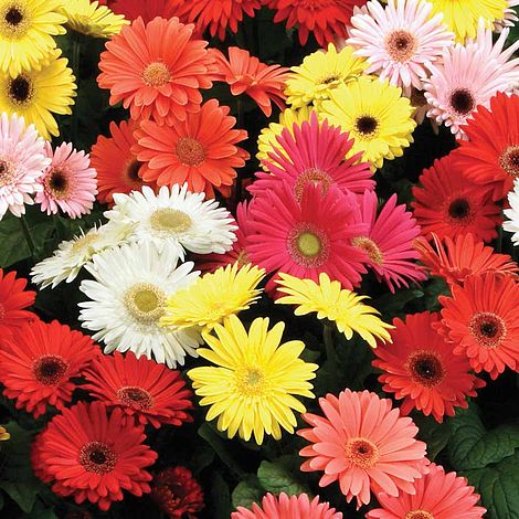 F2 Jamesonii Mix Flower Seeds
