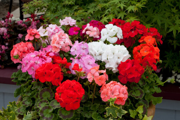 F1 Zonal Mixed Flower Seeds