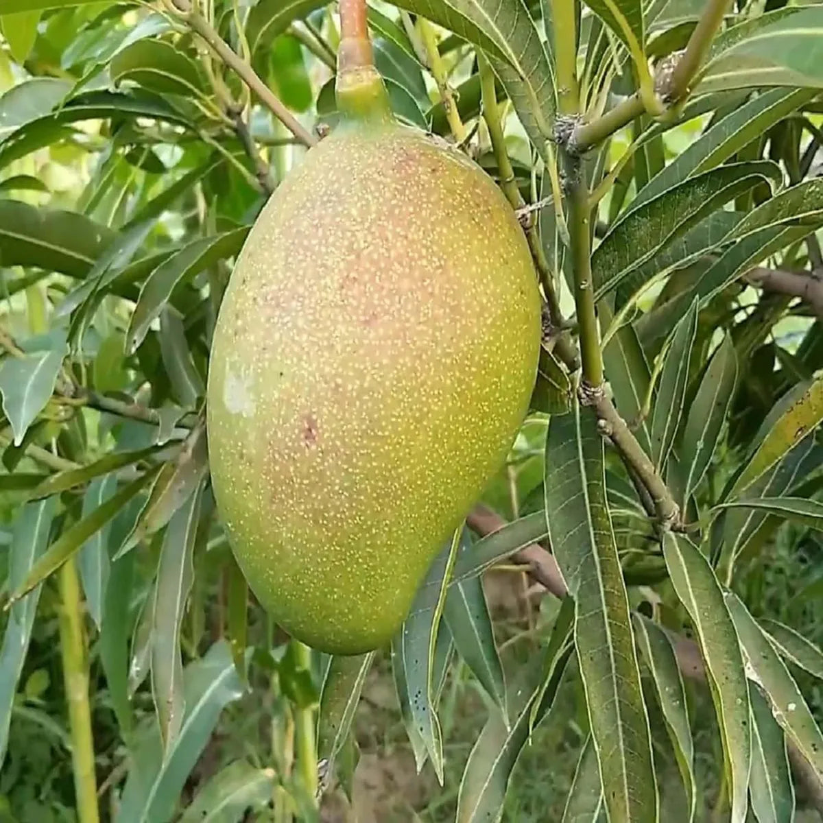 Suvarnarekha Mango