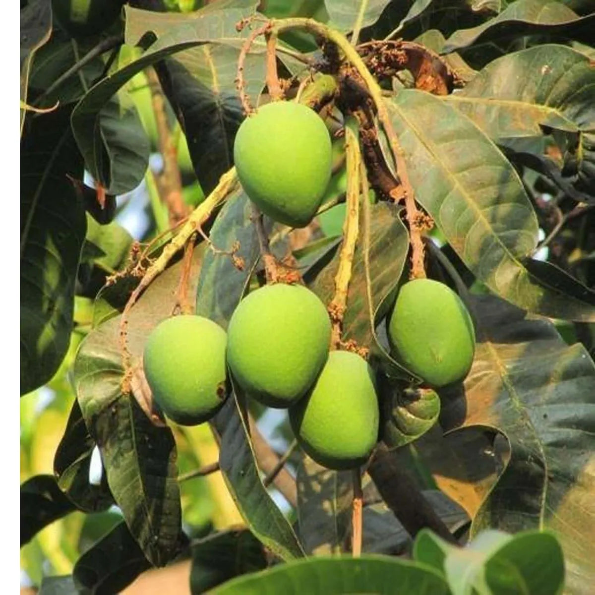 Langda Mango