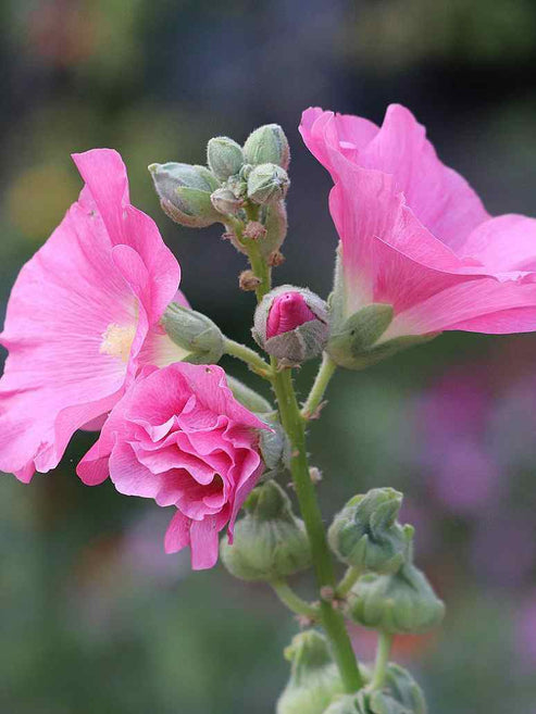 Summer Carnival Hollyhocks Flower Seeds