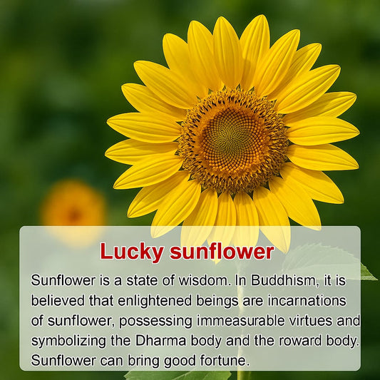 Jumbo Sunflower Seeds