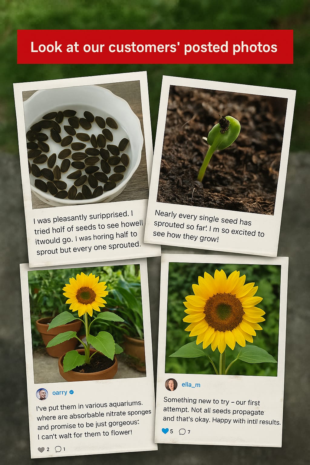 Jumbo Sunflower Seeds