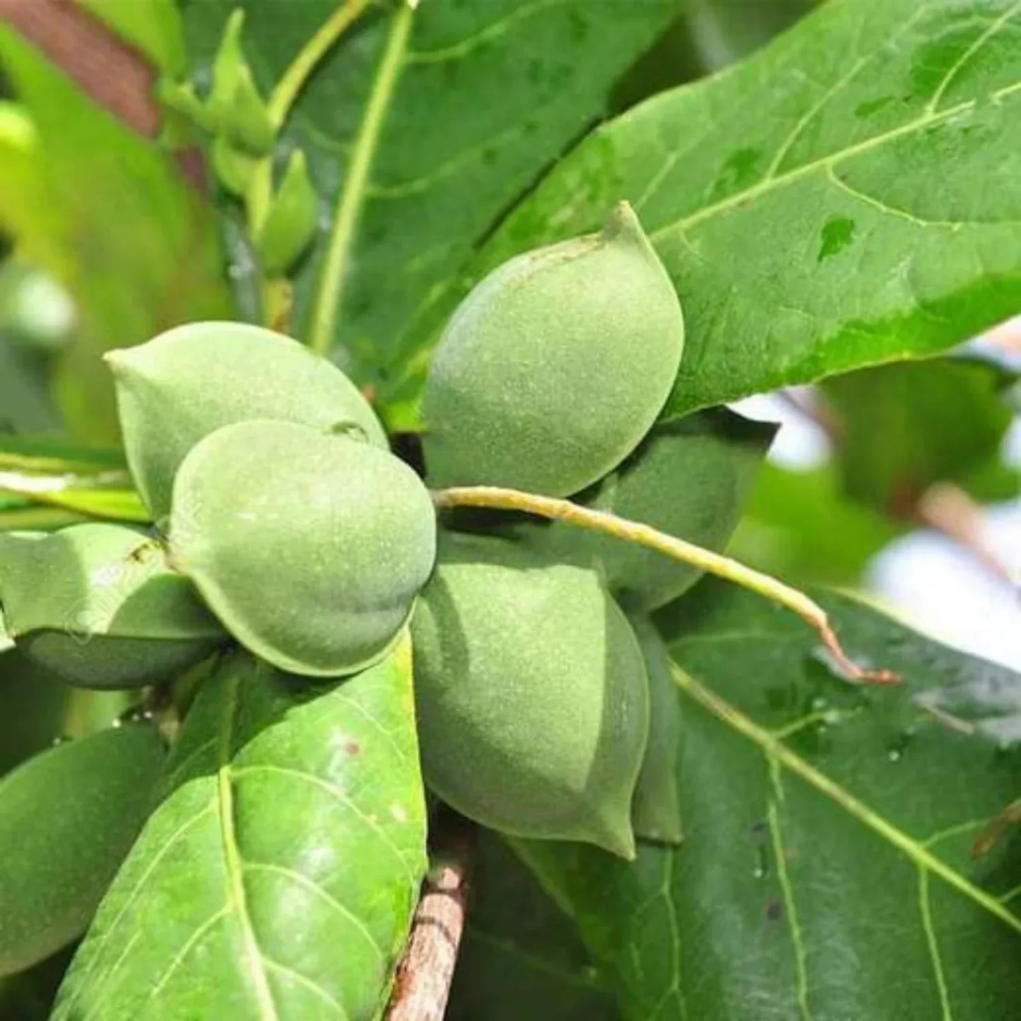 Badam plant