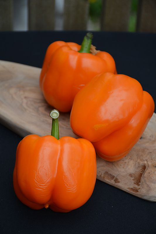 Rainbow Capsicum Seeds Pack – 5 Vibrant Colours!
