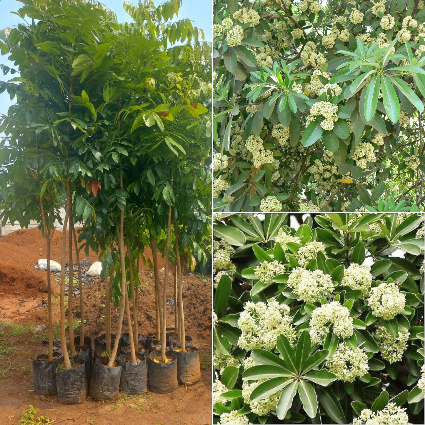 Saptapadi plant
