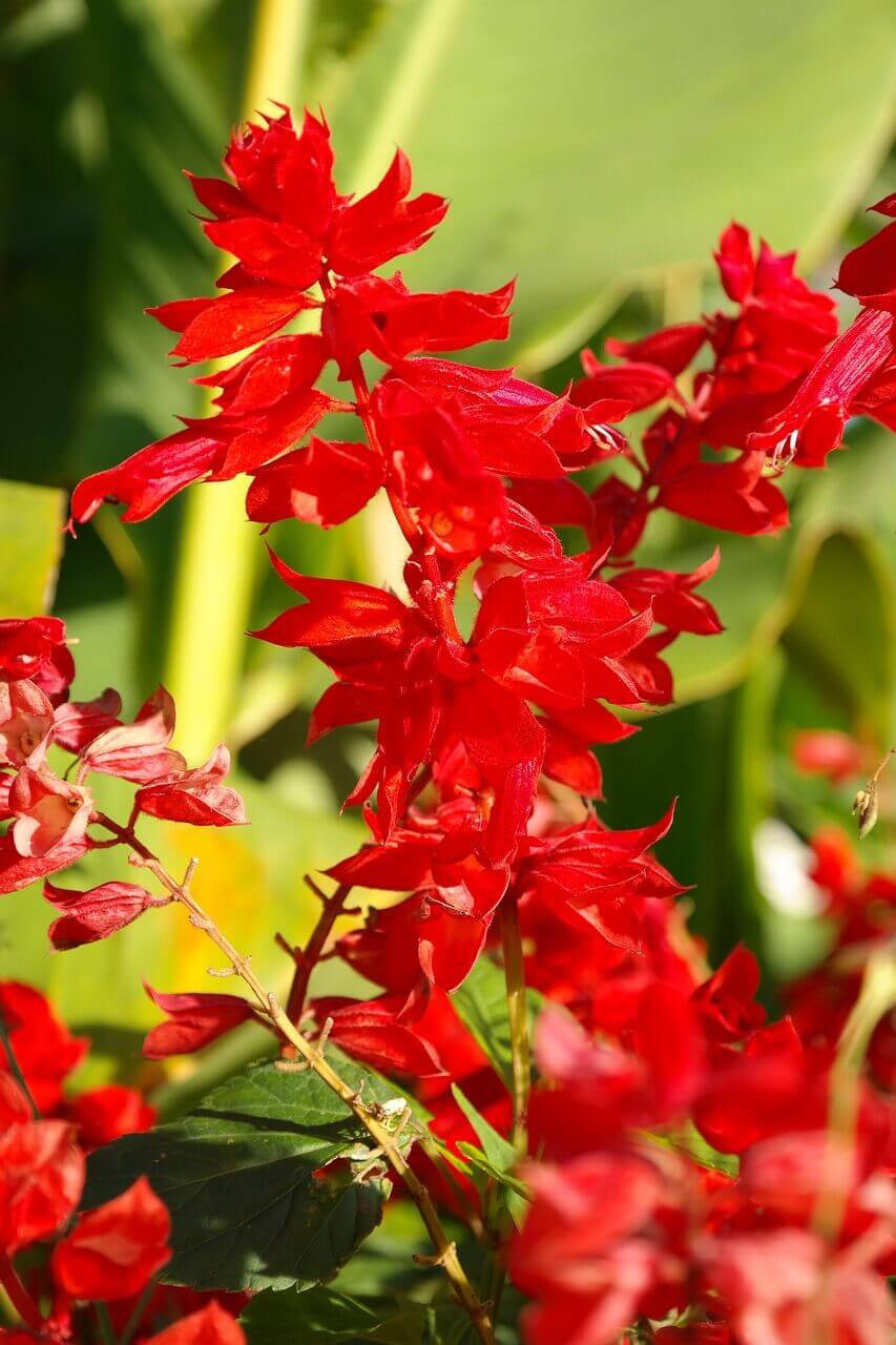 Saint John's Fire Red Flower Seeds