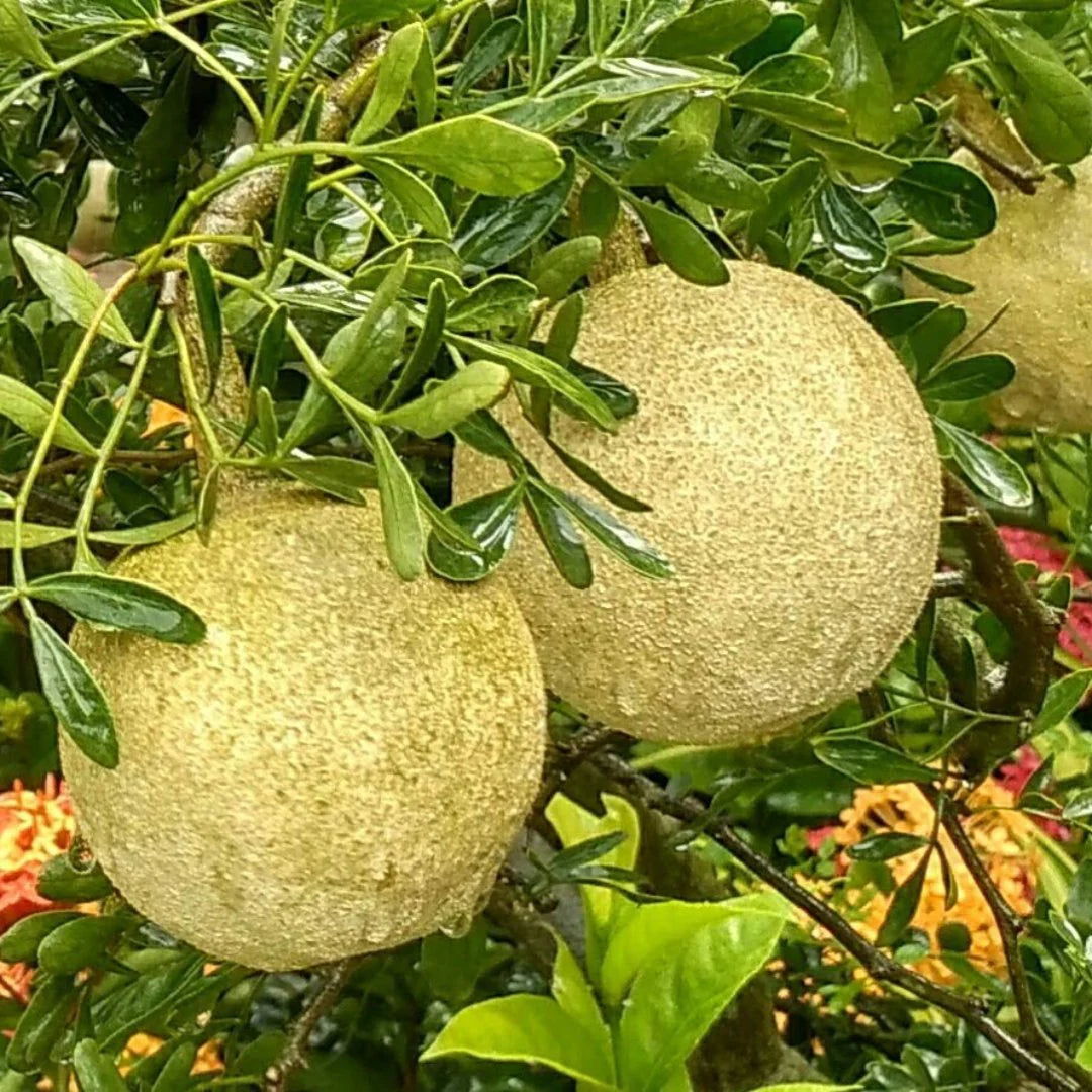 Wood Apple