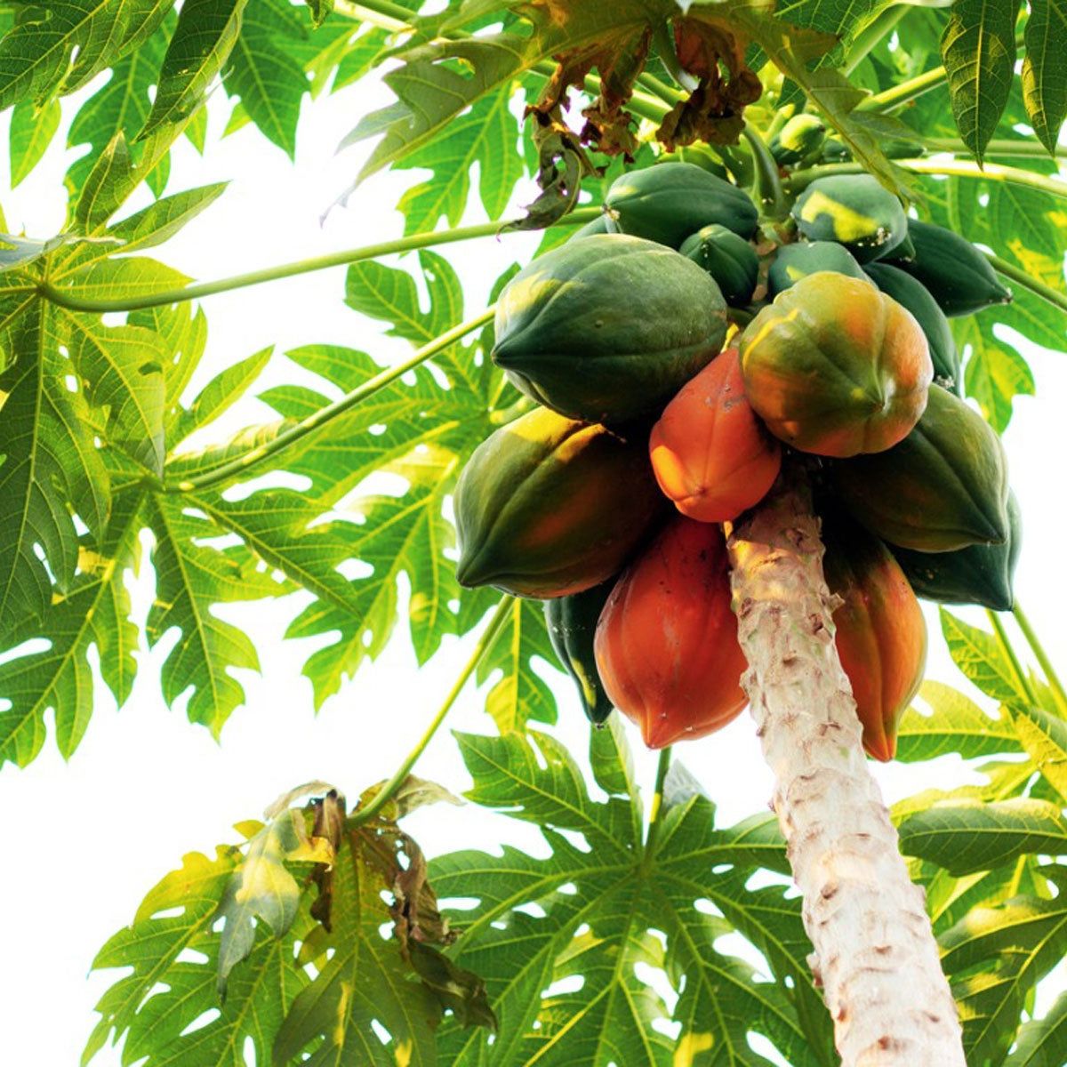 papaya