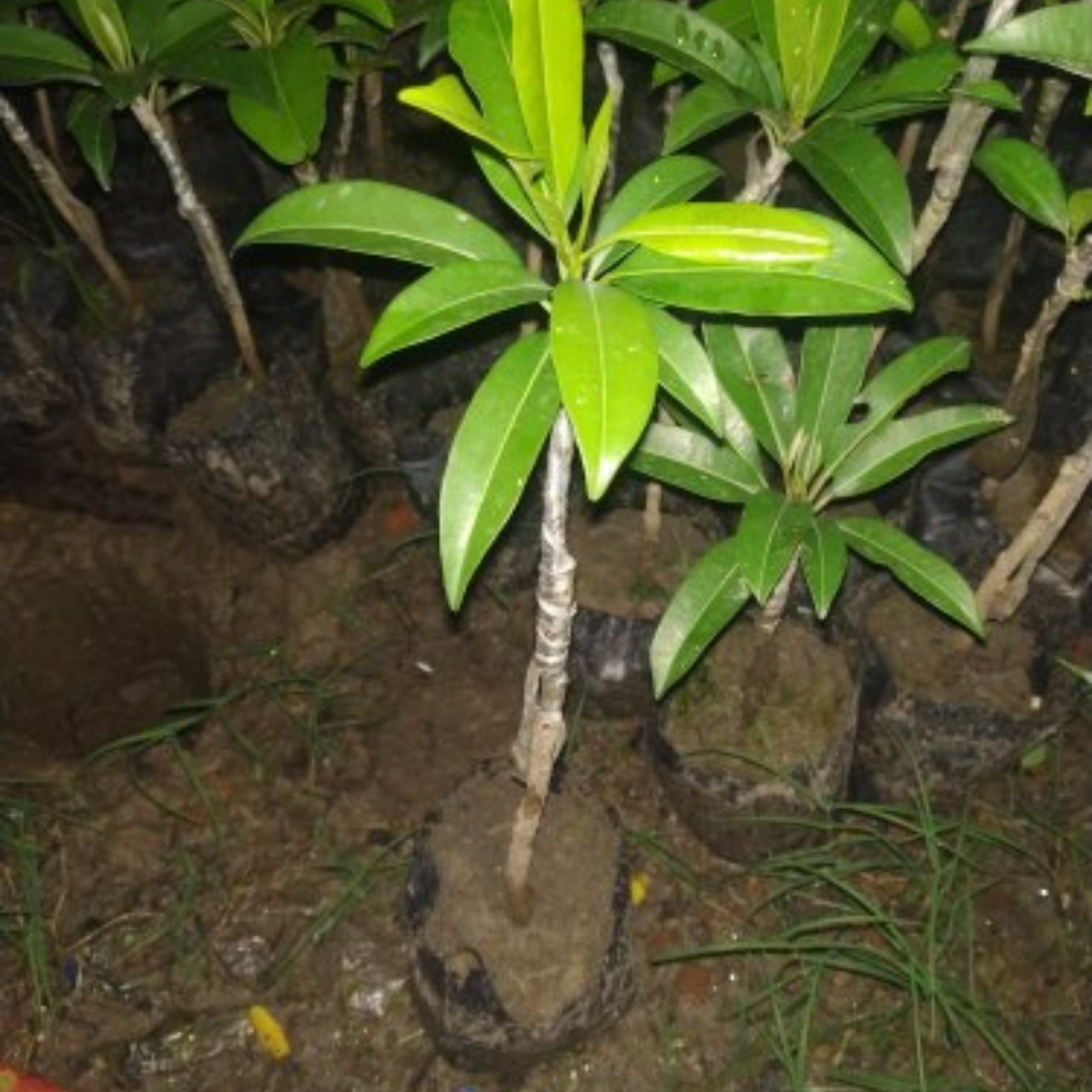 Live Grafted Cricket Ball Chikoo Plant – Get Fruit in Just 1 Year!