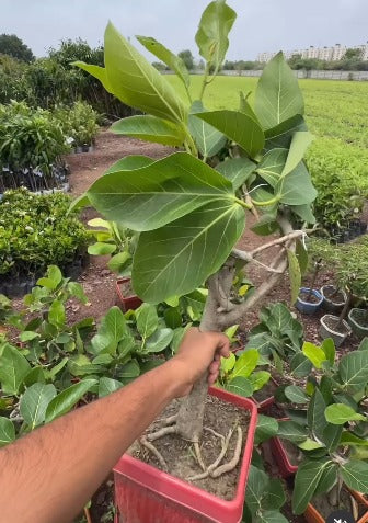 Bonsai peepdo