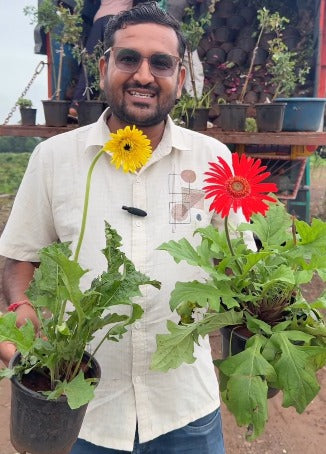 Gerbera