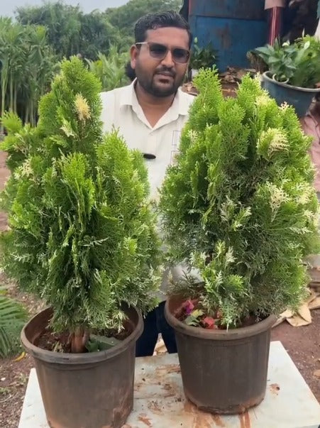 variegated mayur pankh