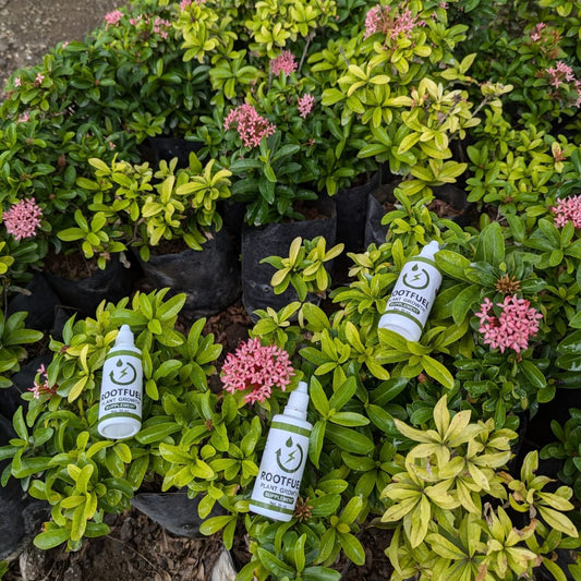 Root & Bloom Essentials