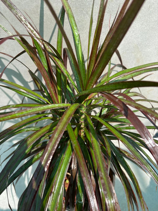 Dracaena marginata