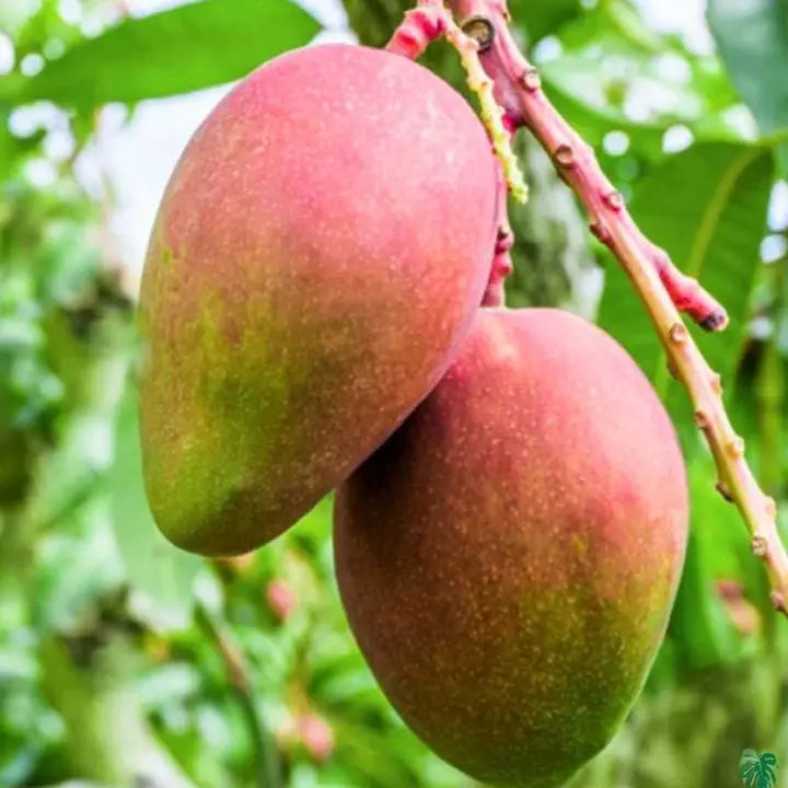 American Red pulmer Mango