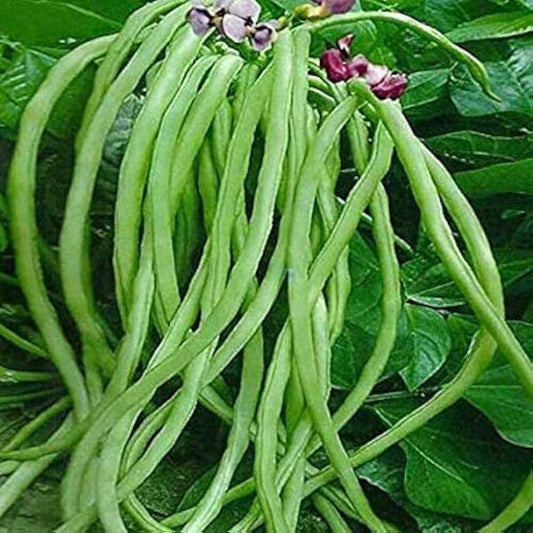 Beans Long Green Vegetable Seeds