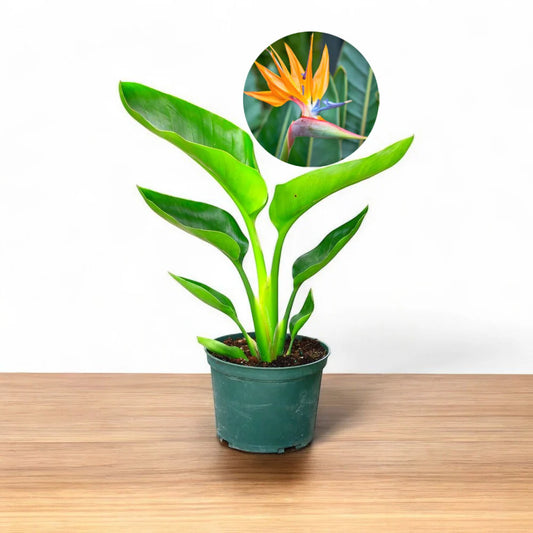 bird of paradise plant