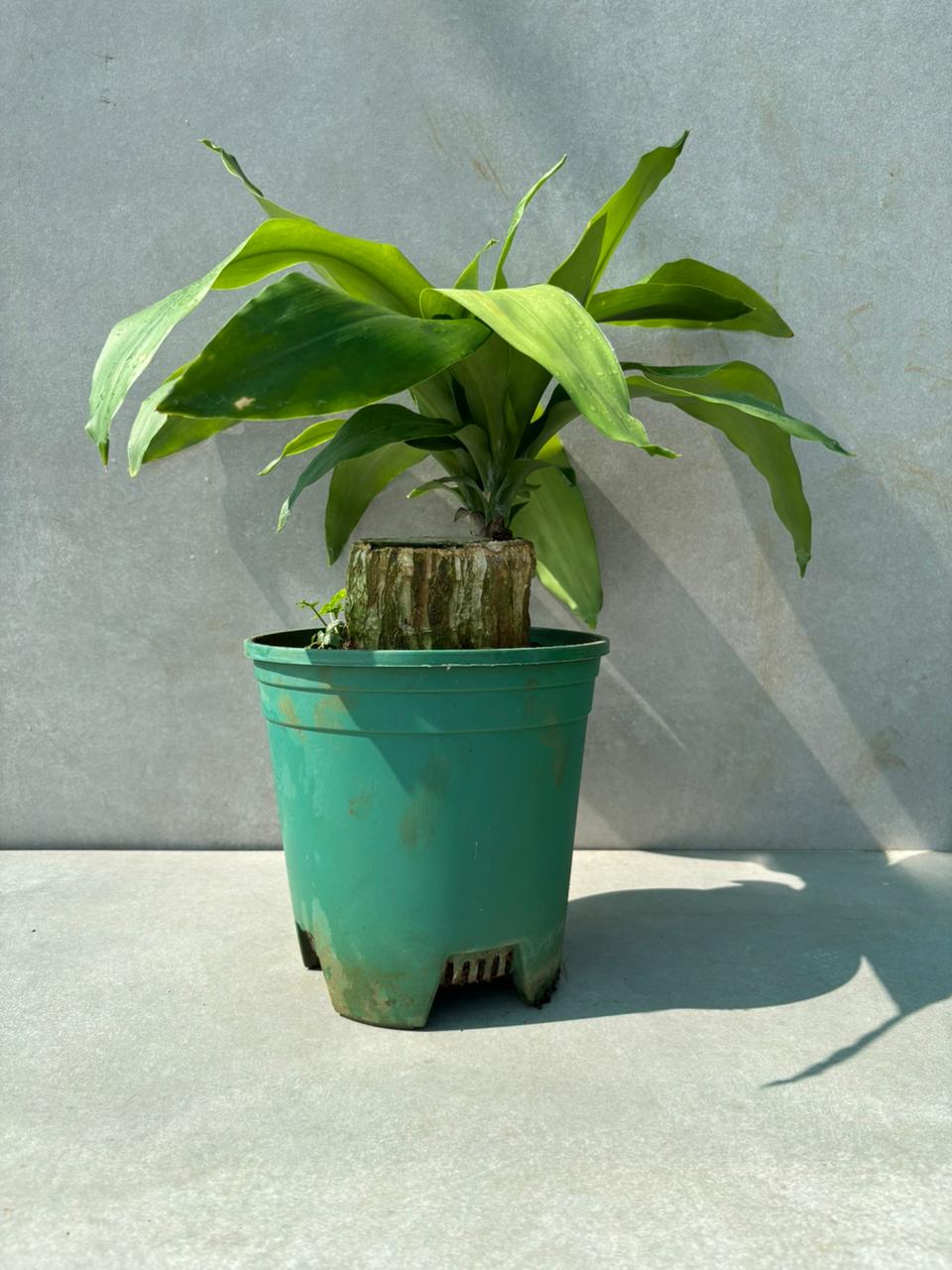 Brazilian wood