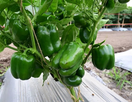 Capsicum Green Wonder Seeds