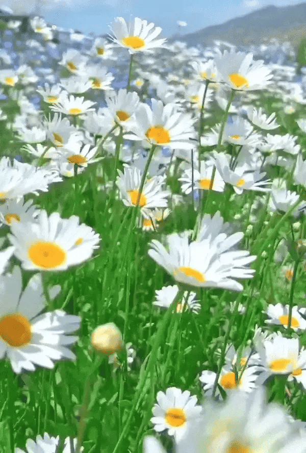 Flowers Seeds Vault (45 Varieties of Packet)