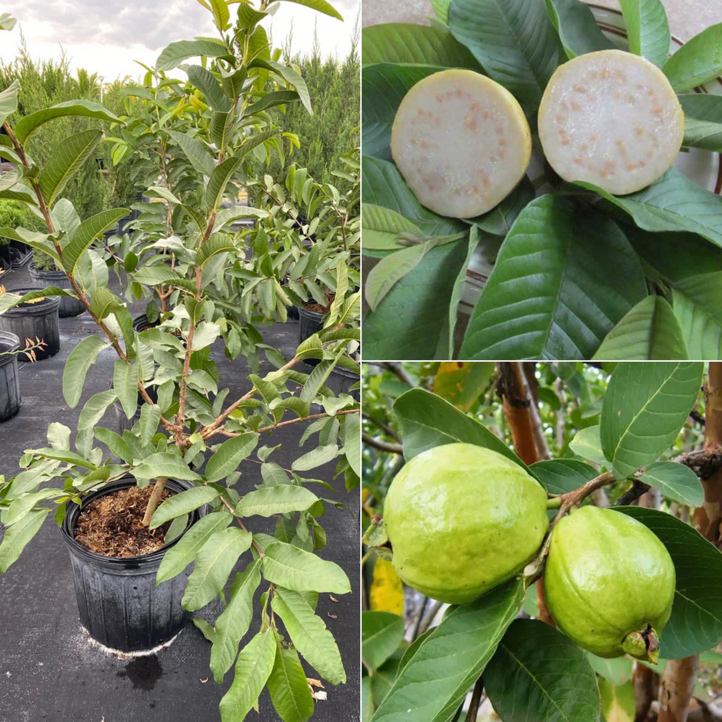 White Guava