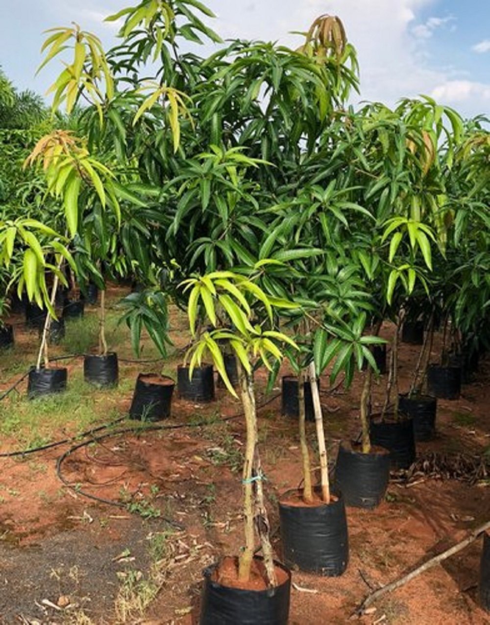 Dasheri Mango