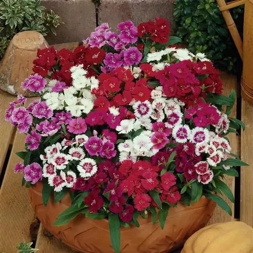 Dianthus Ideal Select F1 Series Flower Seeds