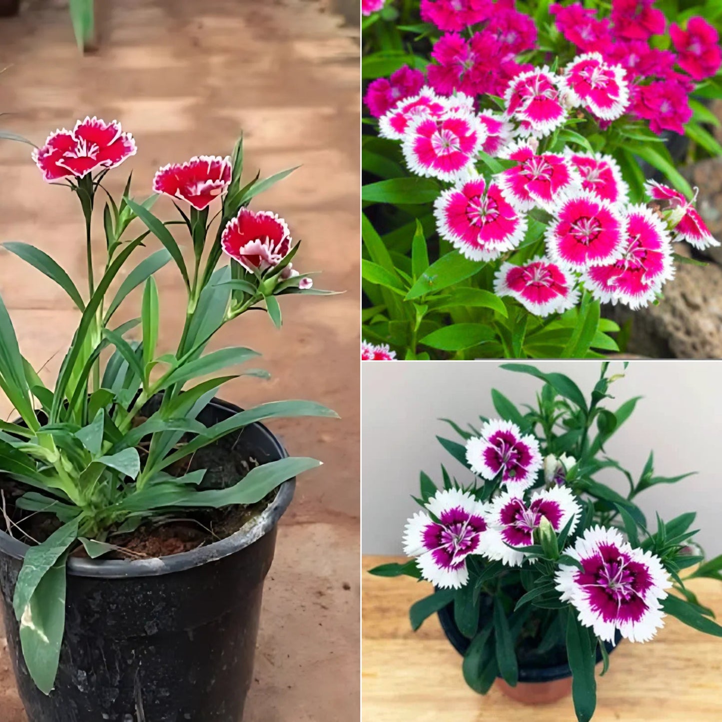 Dianthus