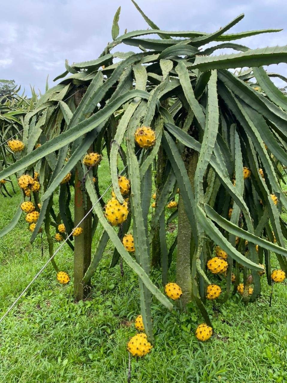 yellow Dragon Fruit