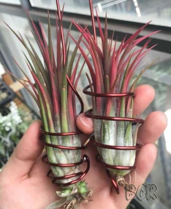 Tillandsia Victoria Air Plant Pack Of 2