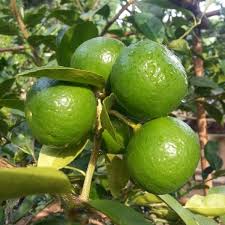 Thai Pati Lemon