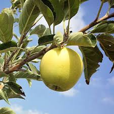 Dorset Apple Golden