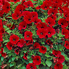Petunia Scarlet Red Flower Seeds